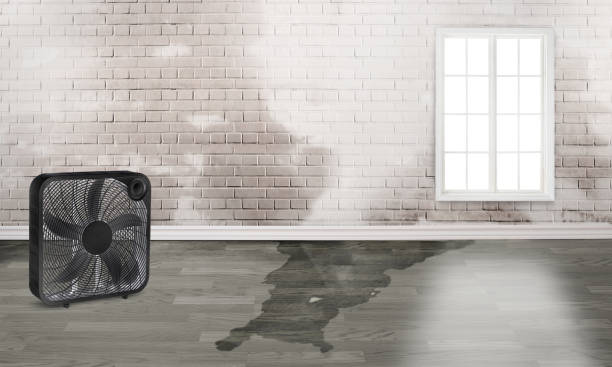  Mascoutah, IL Water damage restoration Pros